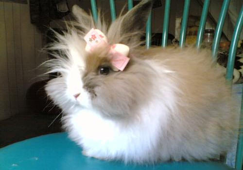 常见的预防兔球虫的药物 常见的预防兔球虫的药物