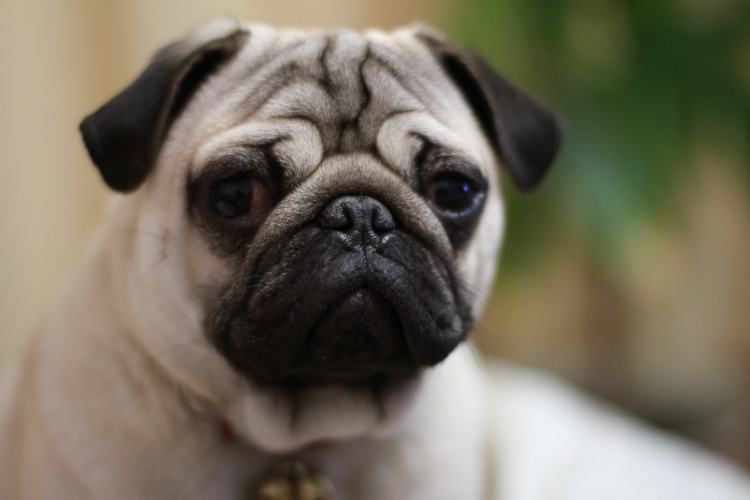 八哥犬发烧怎么办