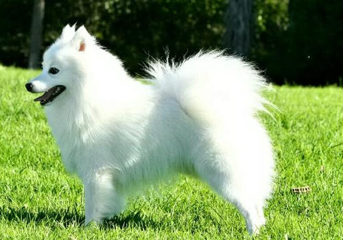 教育狗狗要从小做起