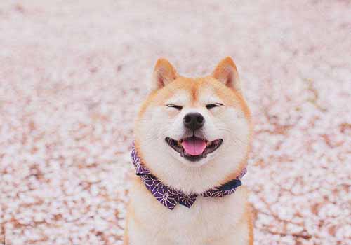 柴犬性格特点都有哪些？柴犬性格介绍