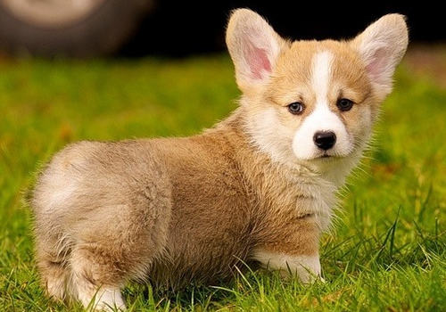 柯基犬的优点有哪些