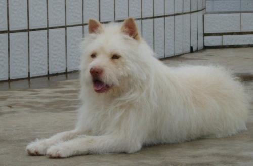下司犬会咬人吗？下司犬怎么挑选？