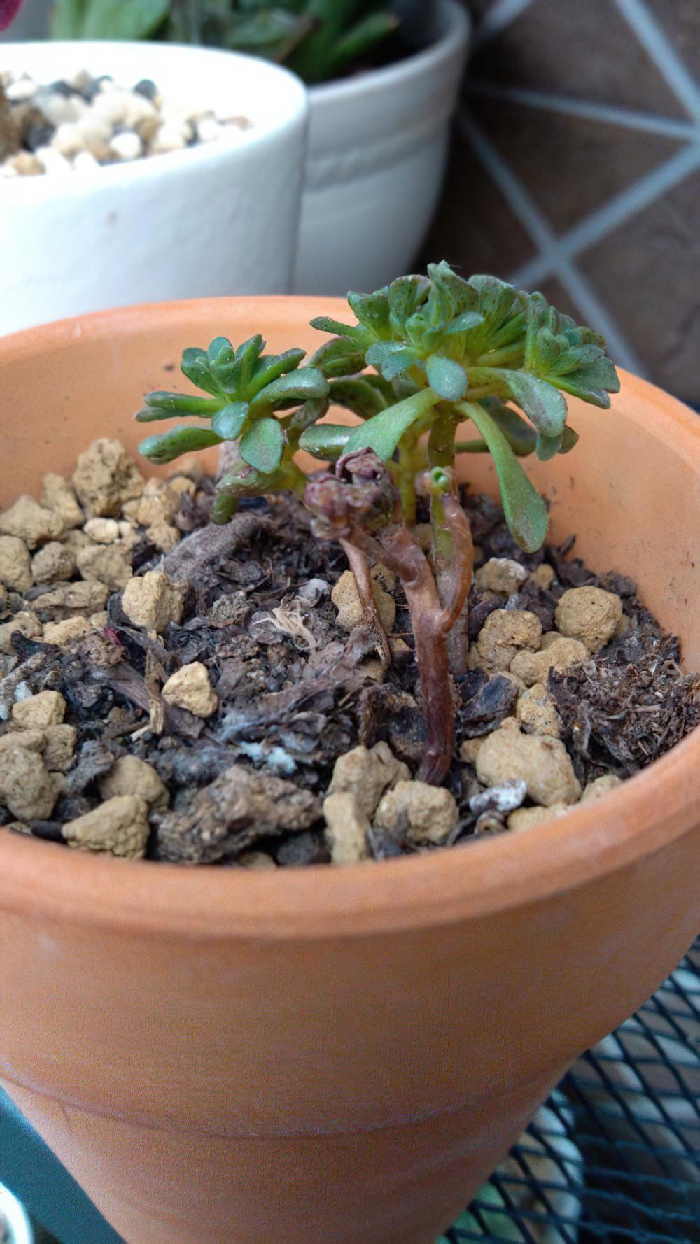用爆盆的姬玉露证明，我不是“植物杀手”