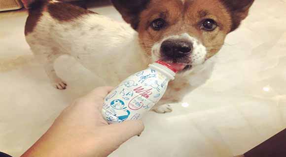 狗狗喝酸奶,狗狗喝酸奶会有什么后果?