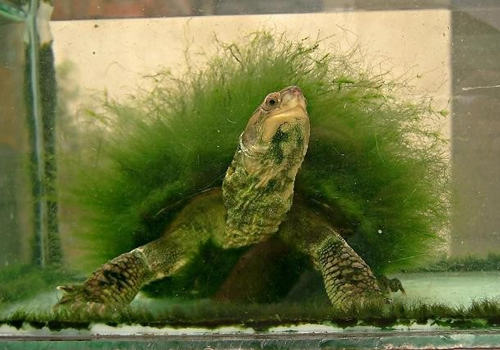 绿毛龟的几种培育方法