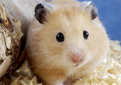 揭秘仓鼠的假死行为