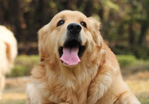导盲犬通常是什么品种的狗狗