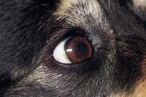 犬类睑外翻症状和治疗方法 犬类睑外翻症状和治疗方法