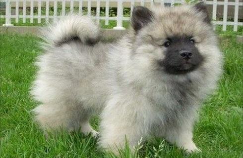 荷兰毛狮犬好养吗?荷兰毛狮犬饲养