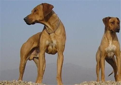 罗得西亚脊背犬的饲养要点