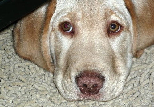 拉布拉多的鼻子褪色怎么办
