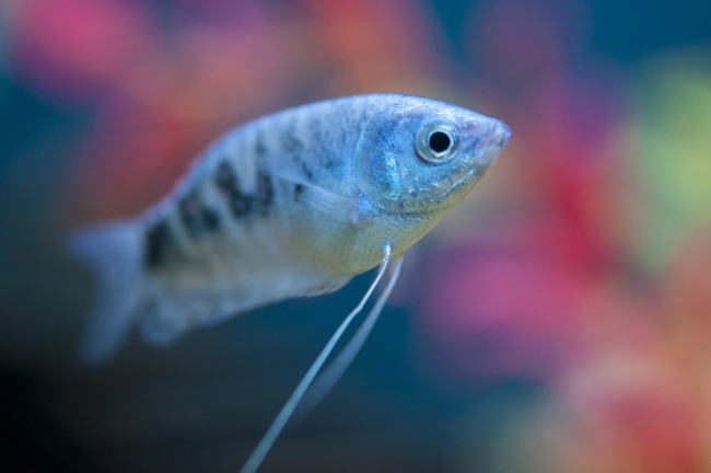 热带鱼饲养水族箱所需设备