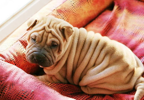 狗狗需要一个良好的睡眠环境 狗狗需要一个良好的睡眠环境