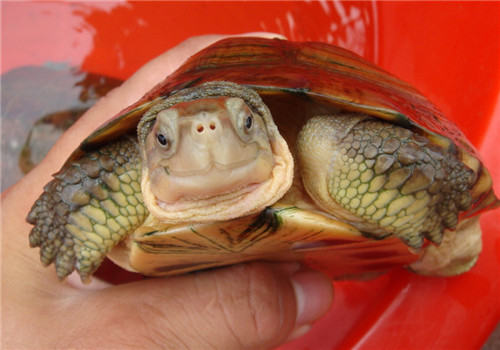 怎样选择水龟的食物和住所 怎样选择水龟的食物和住所