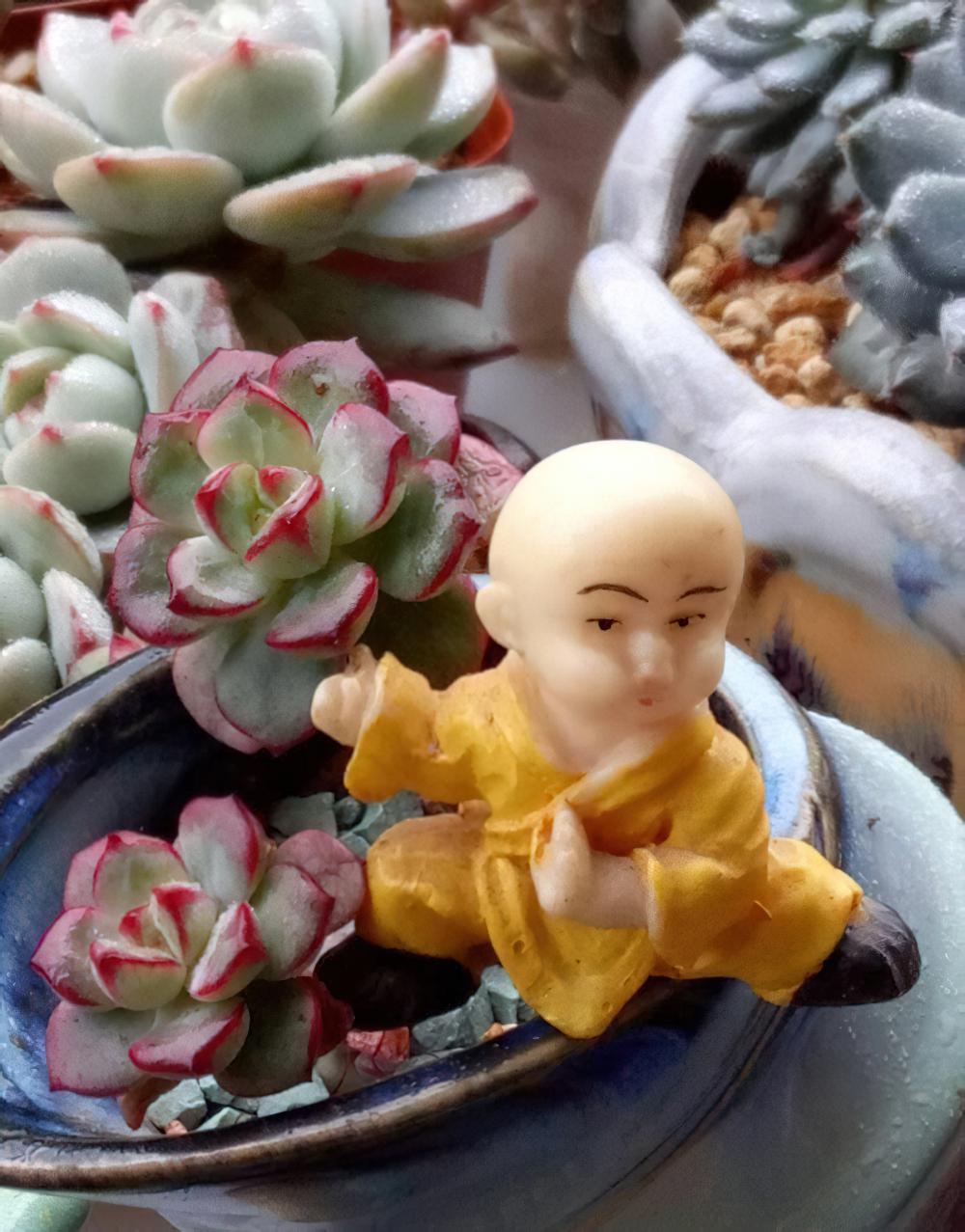 爱上了多肉会成为……第二条几乎每个人都有，倒数第二条是每个人的梦想