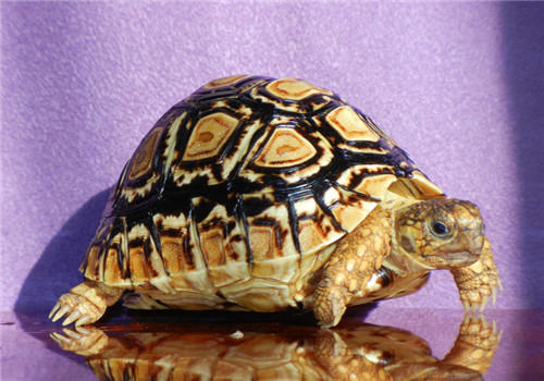 饲养豹纹陆龟的一些常见问题