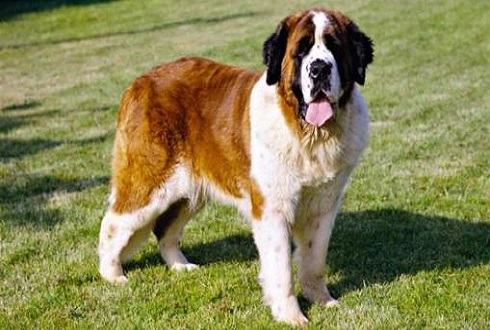 大型犬排名 世界五大大型犬你见过那种?