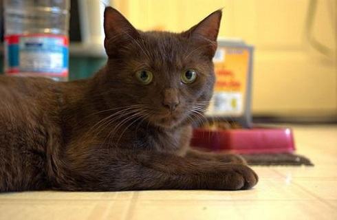 哈瓦那猫多少钱？哈瓦那猫价格多少？