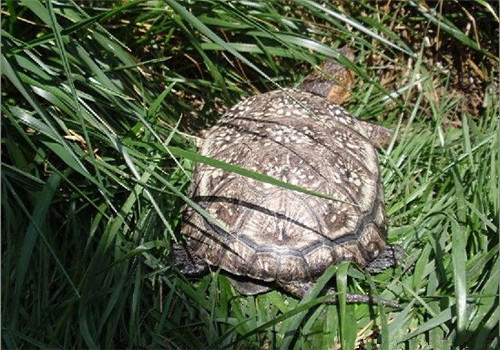 布氏拟龟的饲养环境管理