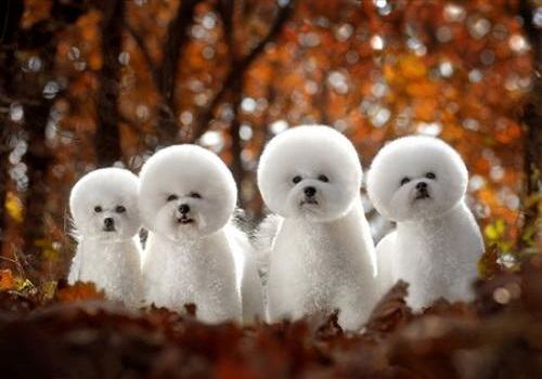 比熊犬好养吗？比熊犬饲养