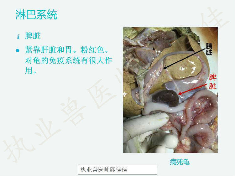龟的消化系统、循环系统、淋巴系统介绍