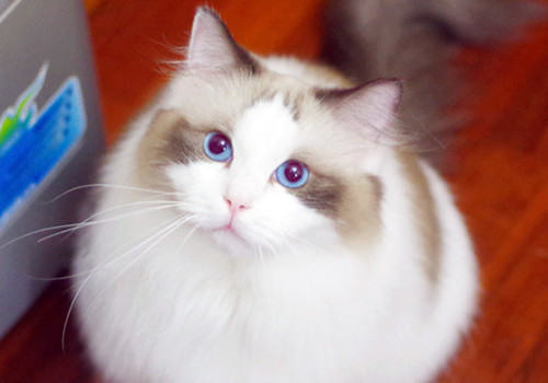 怎样让小猫用猫砂