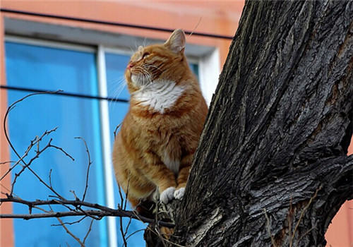 巧妙训练你的猫咪