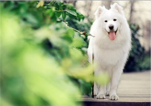 狗狗出生后为什么要打三次疫苗