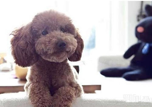 狗狗的咆哮并不全是有敌意的