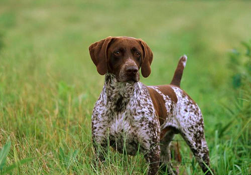 狗狗睡眠有什么特点
