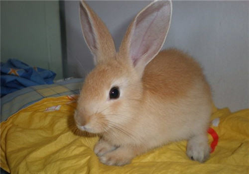 夏天如何为兔兔防蚊