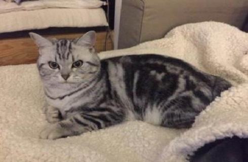 纯种的美国短毛猫有哪些特征?美国短毛猫详细介绍 纯种的美国短毛猫有哪些特征?美国短毛猫详细介绍