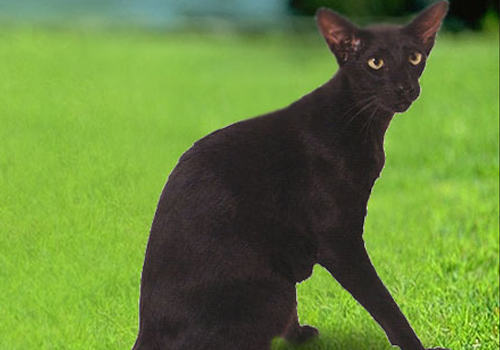 猫咪牙周炎的防治