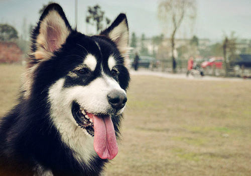 如何解决狗狗挑食的问题