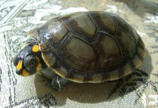 不同龟蛋的孵化时间