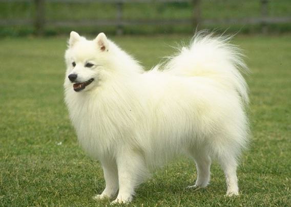 如何选择狗狗的沐浴露