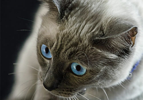 如何训练猫咪躺下、站立和打滚