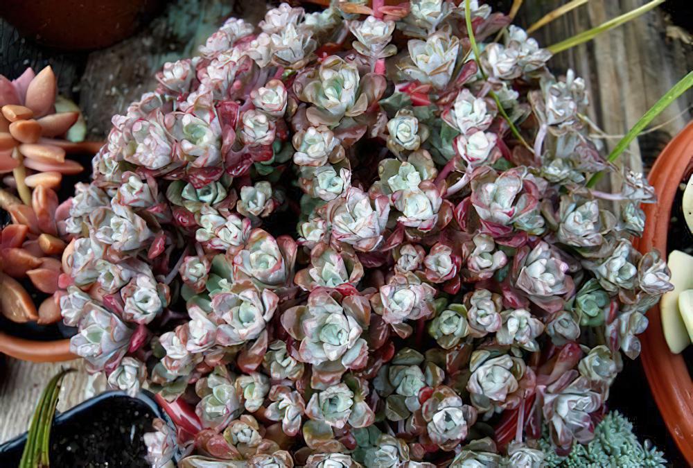 白霜/红霜 Sedum spathulifolium ssp. pruinosum