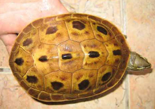 水龟被甲真菌感染