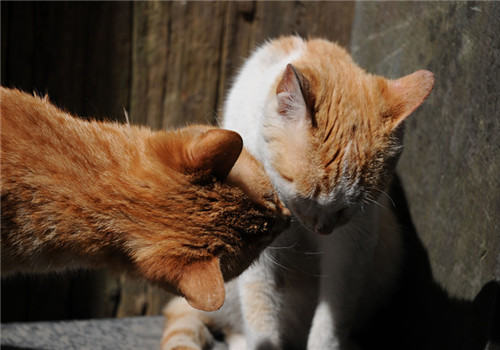 多猫家庭的猫咪乱排泄问题