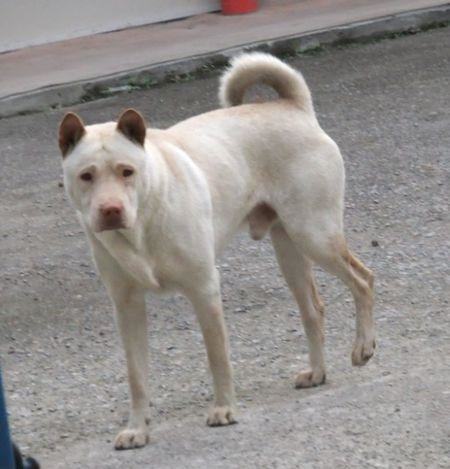 下司犬打猎怎么训练？这两项技能必须掌握！