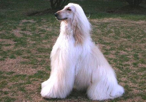 怎么给茂盛毛发的阿富汗猎犬梳毛 怎么给茂盛毛发的阿富汗猎犬梳毛