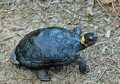 龟鱼混养的注意事项