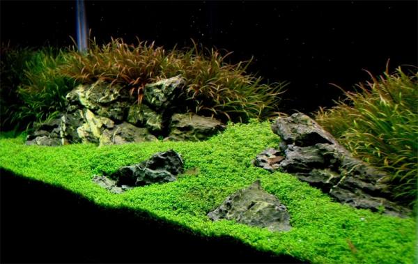 水族箱造景风格介绍