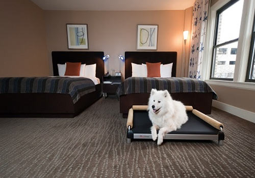 如何阻止狗狗往床上爬