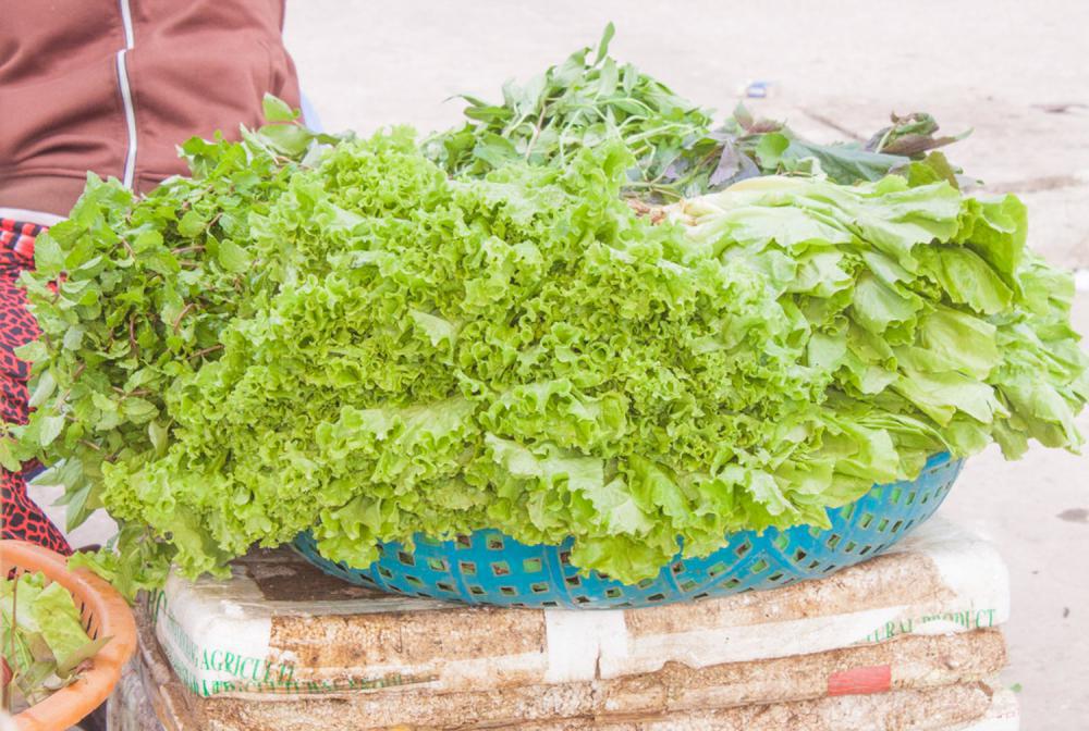 生菜怎么种植容易发芽