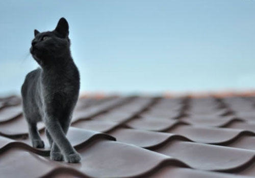 为什么猫咪喜欢在地毯上尿尿