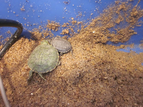 一个水龟/半水龟家庭简易饲养环境介绍