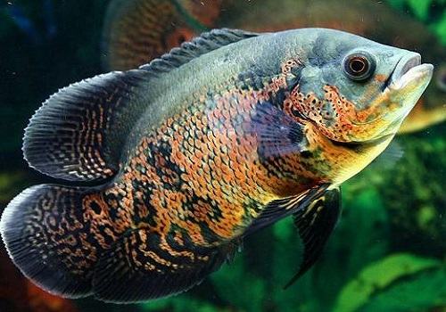 地图鱼蒙眼病治疗和预防方法