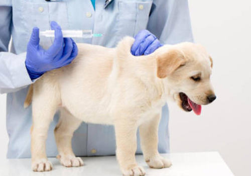 犬常用注射方法